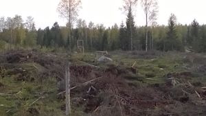 Juha Sirkkala fotograferade vargen i Porkala i maj 2015. Varg i skog i Porkala i maj 2015.