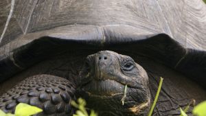 Sköldpaddan får det latinska namnet Chelonoidis donfaustoi. Ny art av jättesköldpadda hittad på Galapagosöarna.