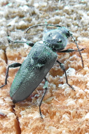 Husbocken (Hylotrupes bajulus) kan gnaga slut på vilken stuga som helst Husbock (Hylotrupes bajulus)