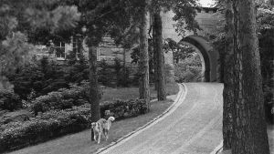 Urho Kekkosen vinttikoira kävelee puistokäytävän reunaa presidentin kesäasunnolla Kultarannassa 1976.