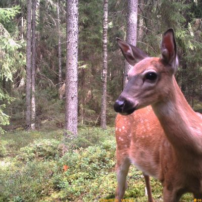 Lähikuva valkohäntäpeurasta metsässä.