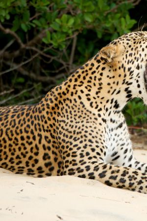 Avaran luonnon dokumenttisarja kertoo Sri Lankan ainutlaatuisesta luonnosta.