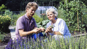 Tv-ohjelma Viherpeukalon kuvauksissa puutarhuri Aarno Kasvi ja toimittaja Tarja Flemming tutkivat yrttipenkkiä.
