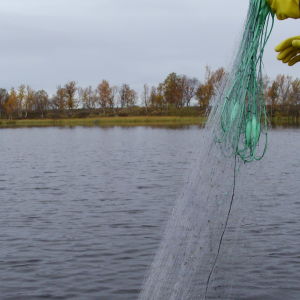 Verkon nostoa soutuveneellä. Järvi, ranta, verkko, kumikäsineet ja veneen laitaa.