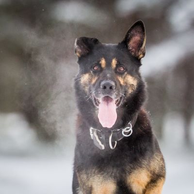 Vuoden Poliisikoira Routa