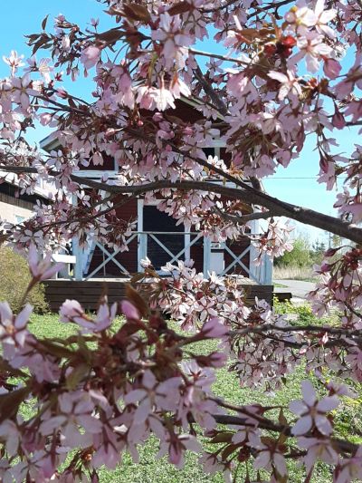Körsbärsblommor i kvällssolen