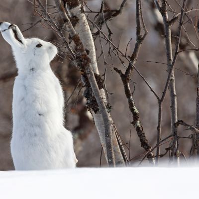 Metsäjänis talviturkissa.