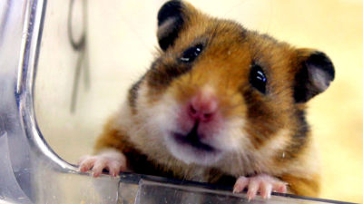 Många hongkongbor är upprörda över beslutet att avliva hundratals hamstrar. Den här bilden föreställer en hamster i ett tyskt laboratorium. 