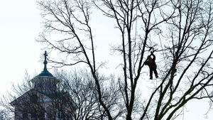 "Tur att det INTE var en (hen) häxa i trädet, utan SPIDERMAN, Ekenäs, 7.4.2020" skriver Harri Kaunisranta som tagit fotot. man hänger i träd i Ekenäs