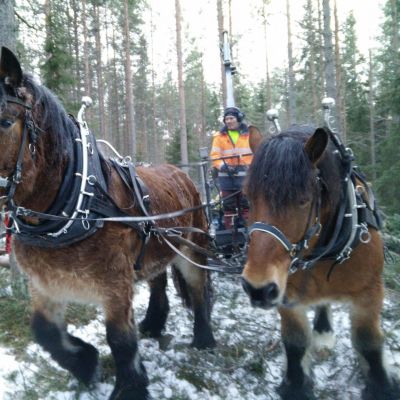 Peter Ekholm ohjastaa työhevosia metsässä