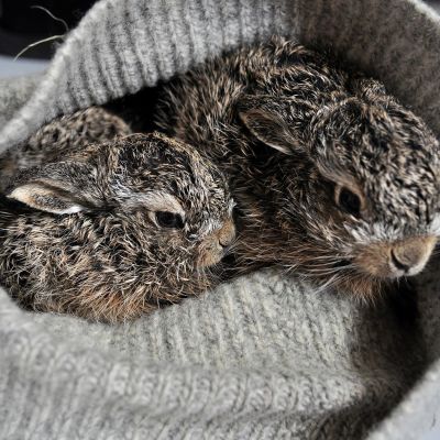 Rusakonpoikasia hoidossa Pohjanmaan Villieläinhoitolassa Mustasaaressa.