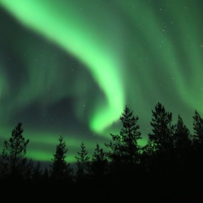 Revontulet puiden yläpuolella.