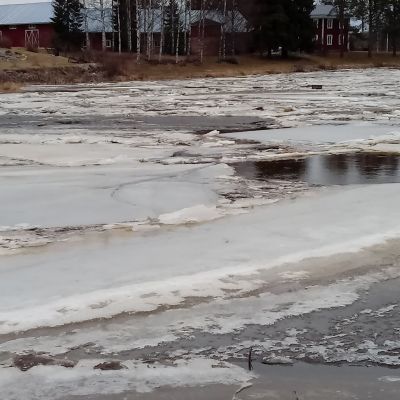 Kyrönjoella jäidenlähtö on ajankohtainen juuri nyt.