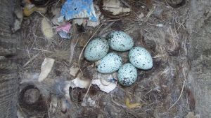 Naakan munat ovat usein sinertäviä.