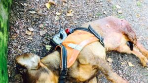 Taxen Glada dog av vargens bett. En död tax som ligger på marken, grus. Ansiktet syns inte. Hunden har en sele med gps på ryggen. Blodig bakdel av hunden.