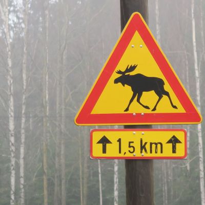 Hirvivaarasta kertova likkennemerkki. Taustalla sumuinen metsä.