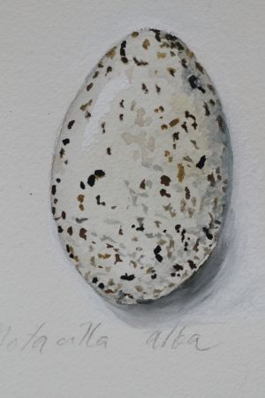 Vesivärimaalaus västäräkin munasta.