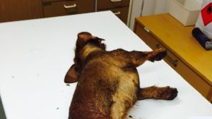 Taxen Glada dödades av en varg, anser ägaren. Död tax undersöks hos veterinär.