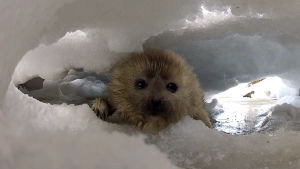 Kuutti talvipesässään keväällä. Kuvan kuutti ei ole Pilvi. Saimaannorpan kuutti lumipesässä.