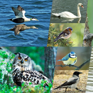 Kollaasikuvassa on eripainoisia lintuja.