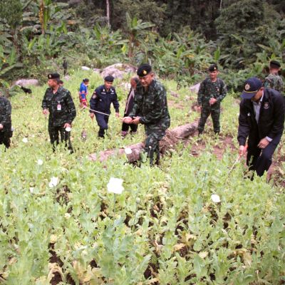 Kultaisen kolmion alue tunnetaan huumeiden tuotannosta ja salakuljetuksesta. Kuvassa Thaimaan poliisi tuhoaa oopiumunikkopeltoa vuonna 2017.