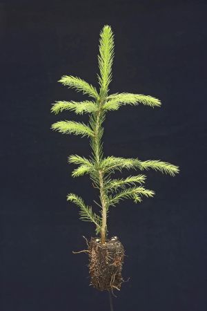 Istutusvalmis kuusentaimi. Näillä juurilla pitäisi metsässä selvitä. Kuusen taimi ja sen juuristo