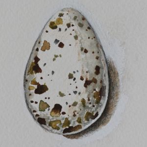 vesivärimaalaus haarapääskyn munasta