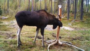 Ulf Lindström sysslar med jakt i de Ingå-skogar där jaktkameran är uppställd. På bilderna kan han se om en det finns en tolvtaggare i faggorna. Älg slickar på saltsten