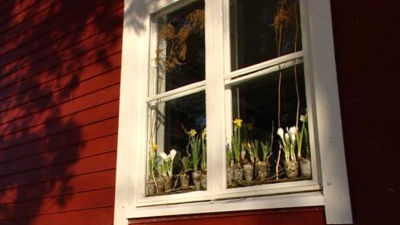 Vårlökar mellan fönstren.