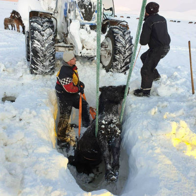 Islandshäst har grävst fram ur snömassor. 