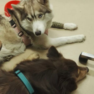 Mila orkar titta upp en stund, men Trevor väljer att ligga lågt hos veterinären. Hundarna Mila och Trevor hos veterinär.