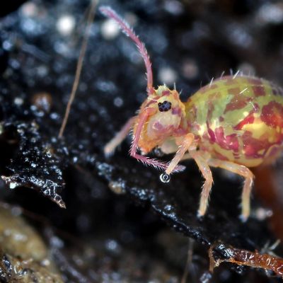 Dicyrtomina ornata -hyppyhäntäinen