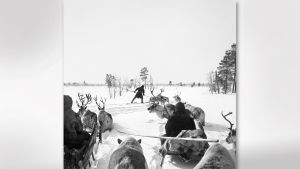 Den 500 km långa sträckan färdades med hjälp av renar Den 500 km långa sträckan färdades med hjälp av renar.