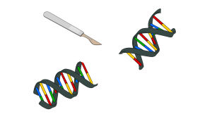 Modern teknik gör det möjligt att klippa ut den felaktiga genen och sätta in en ny på rätt ställe. crispr