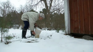 Då Dora bodde på Lammholm var hon tvungen att smälta snö om vattnet hade frusit. Dora Siivonen tar in is att smälta, 2013