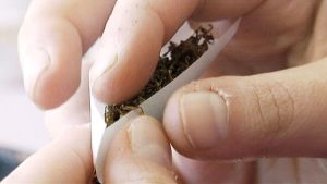 En av Sannfinländarnas kandidater i Helsingfors dömdes i fjol för cannabisodling och innehav av marijuana. Arkivbild. Händer på person som hanterar cannabis.