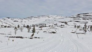 hiihtoladut Pallas-Yllästunturin kansallispuistossa