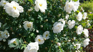 Den vita pimpinellrosen är ett alternativ att ersätta vresrosen med. En buske fylld av vita midsommarrosor i full blom.
