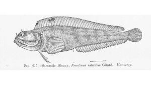Piirroskuva kalasta: Sarcastic Blenny, Neoclinus satiricus Girard. Monterey