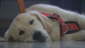 Hunden Rambo piggar upp klienterna på grupphemmet i Sibbo Hunden Rambo ger trygghet till åldringar i Sibbo