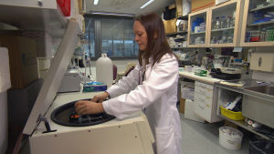 Helsingin yliopiston dosentti Kirsi Vaali käsittelee melatoniininäytteitä.