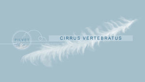 Cirrus vertebratus -pilvi