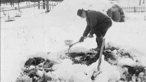 Talvi yllätti viljelijät Pohjois-Suomessa 1968.