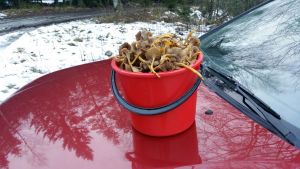 De här trattkantarellerna plockades under mellandagarna i Rusko, norr om Åbo. En röd hink helt full med trattkantareller, placerad på en röd bils motorhuv.