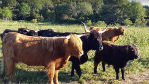 Highlandkorna på Nötö går fria året om. Jag har aldrig behövt marknadsföra köttet, säger ekobonden Jan- Erik Karlsson. Turisterna stirrar på korna och korna stirrar tillbaka. Highlandkor