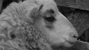 Lammas. Surullinen.