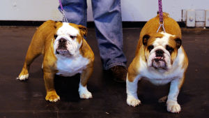 Kaksi englanninbulldoggia.