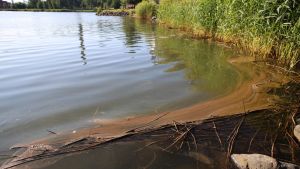 Avloppsvatten i Metviken i juli 2019 Smutsigt vatten vid en strandkant med vass.