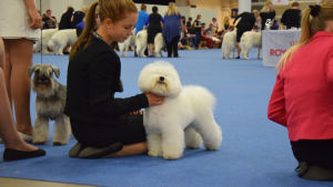 Under hundutställningar är risken stor att en epidemi tar fart. Hund på World Dog Show 2014.
