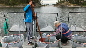 Jukka Seppälä och Timo Tanninen häller humus i en av säckarna med havsvatten. Det gör de för att forskarna ska kunna se hur humus påverkar vattenkvaliteten. Timo Tamminen och Jukka Seppälä häller humus. Experiment